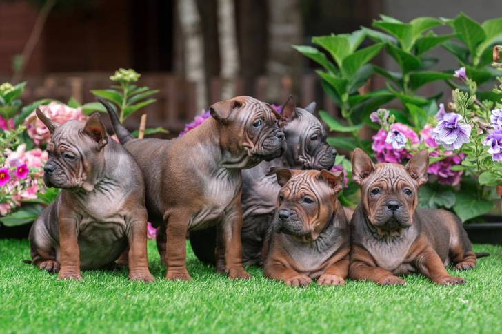 Photo Chien Chinois de Chongqing