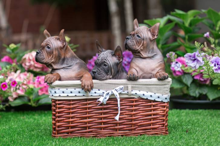 Photo Chien Chinois de Chongqing