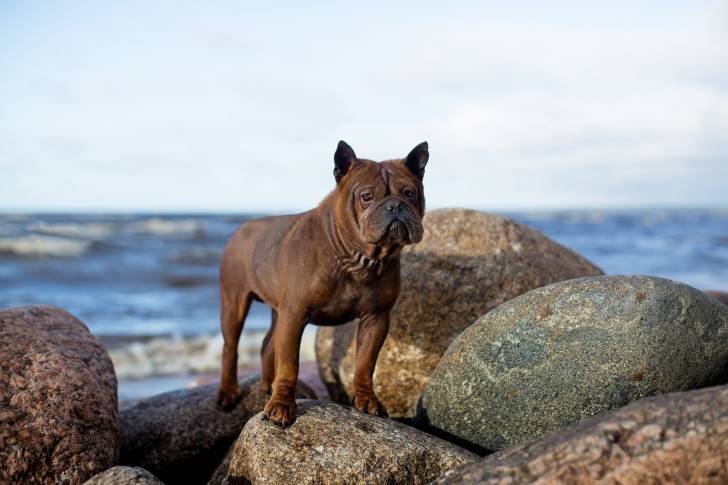 Photo Chien Chinois de Chongqing