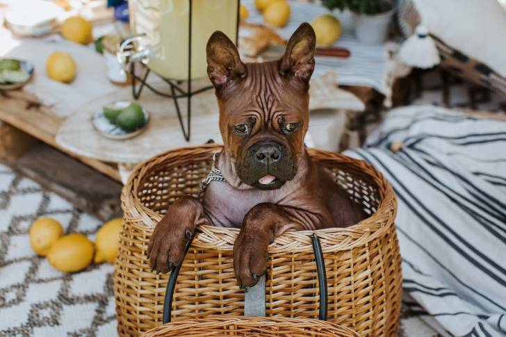 Photo Chien Chinois de Chongqing