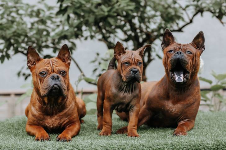 Photo Chien Chinois de Chongqing