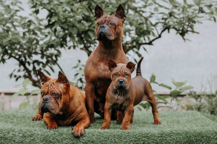 Photo Chien Chinois de Chongqing