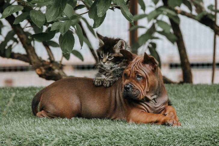 Photo Chien Chinois de Chongqing