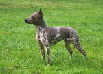 American Hairless Terrier - American Hairless Terrier