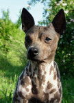 American Hairless Terrier - American Hairless Terrier