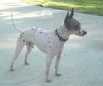 Photo American Hairless Terrier