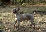 Photo American Hairless Terrier