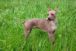 Photo American Hairless Terrier