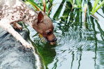 Un American Hairless Terrier en train de boire dans un bassin artificiel