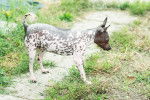 Photo American Hairless Terrier