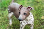 Un American Hairless Terrier dans l'herbe