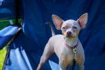 Photo American Hairless Terrier