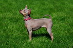 Photo American Hairless Terrier