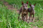 Photo American Hairless Terrier