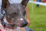 Photo American Hairless Terrier