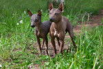 Deux American Hairless Terriers pendant une promenade en extérieur 