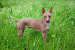 Un American Hairless Terrier qui se tient dans l'herbe
