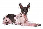 Photo American Hairless Terrier