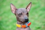 Photo American Hairless Terrier