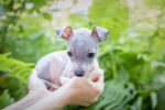 Un chiot American Hairless Terrier tenu dans les mains de son propriétaire 
