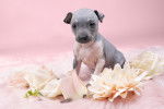 Un chiot American Hairless Terrier assis sur un plaid avec des fleurs