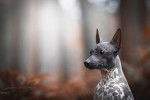 Un American Hairless Terrier assis dans les bois
