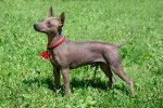 Un chiot American Hairless Terrier debout dans l'herbe