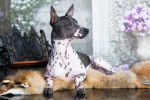 Photo American Hairless Terrier
