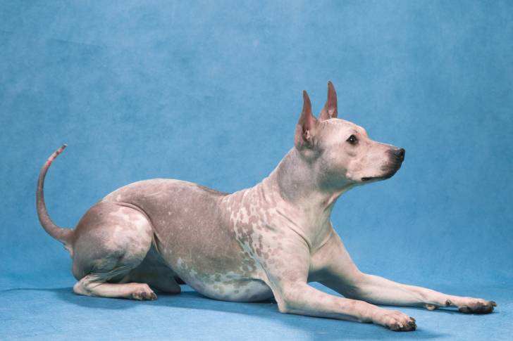Photo American Hairless Terrier