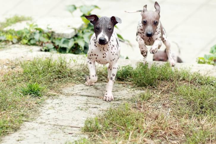Deux American Hairless Terriers qui courent ensemble pendant une promenade