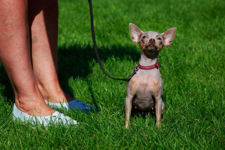 Un American Hairless Terrier assis en laisse aux pieds de sa propriétaire 