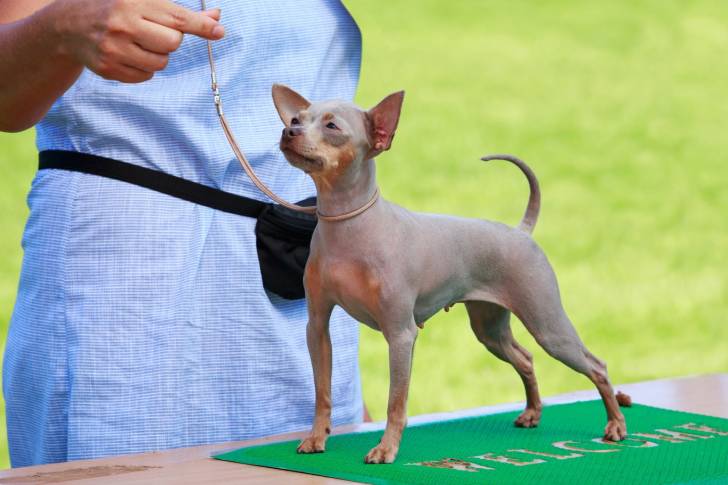 Un chiot American Hairless Terrier pendant une exposition canine 