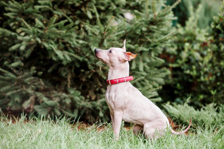 Un American Hairless Terrier beige avec un collier rouge assis dans l'herbe