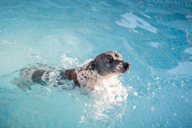 Un chiot American Hairless Terrier qui nage dans une piscine
