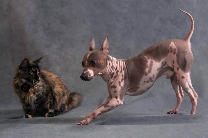 Un American Hairless Terrier lors d'une séance photo avec un chat