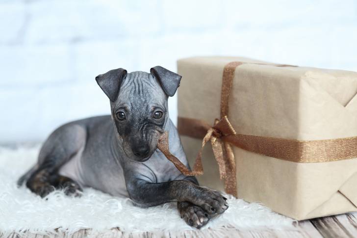 Un American Hairless Terrier allongé les pattes croisées à côté d'un paquet cadeau