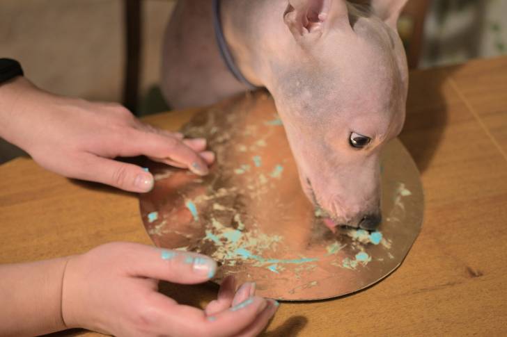 Un American Hairless Terrier qui lèche les restes d'un gâteau