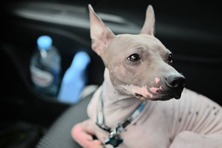 Un American Hairless Terrier allongé sur un siège de voiture