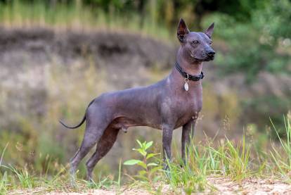 Un American Hairless Terrier équipé d'un collier et d'une médaille dans un parc
