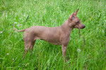 Photo American Hairless Terrier