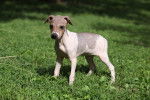 Photo American Hairless Terrier