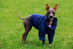 Photo American Hairless Terrier