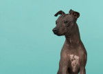 Photo American Hairless Terrier