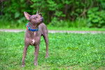 Photo American Hairless Terrier