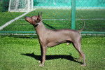 Un American Hairless Terrier en position statique sur un terrain de football