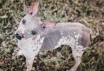 Vue proche d'un American Hairless Terrier 