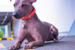 Un American Hairless Terrier avec un collier rouge