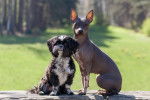 Un American Hairless Terrier assis près d'un chien d'une autre race