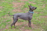 Un American Hairless Terrier debout en extérieur