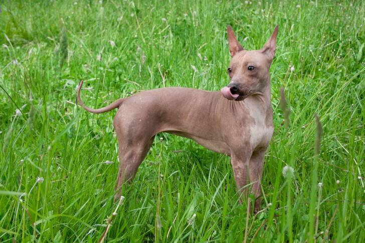 Photo American Hairless Terrier